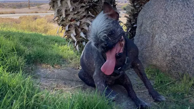 Cachorro idoso e feliz é eleito o 'mais feio do mundo' - Fotos - R7 Hora 7
